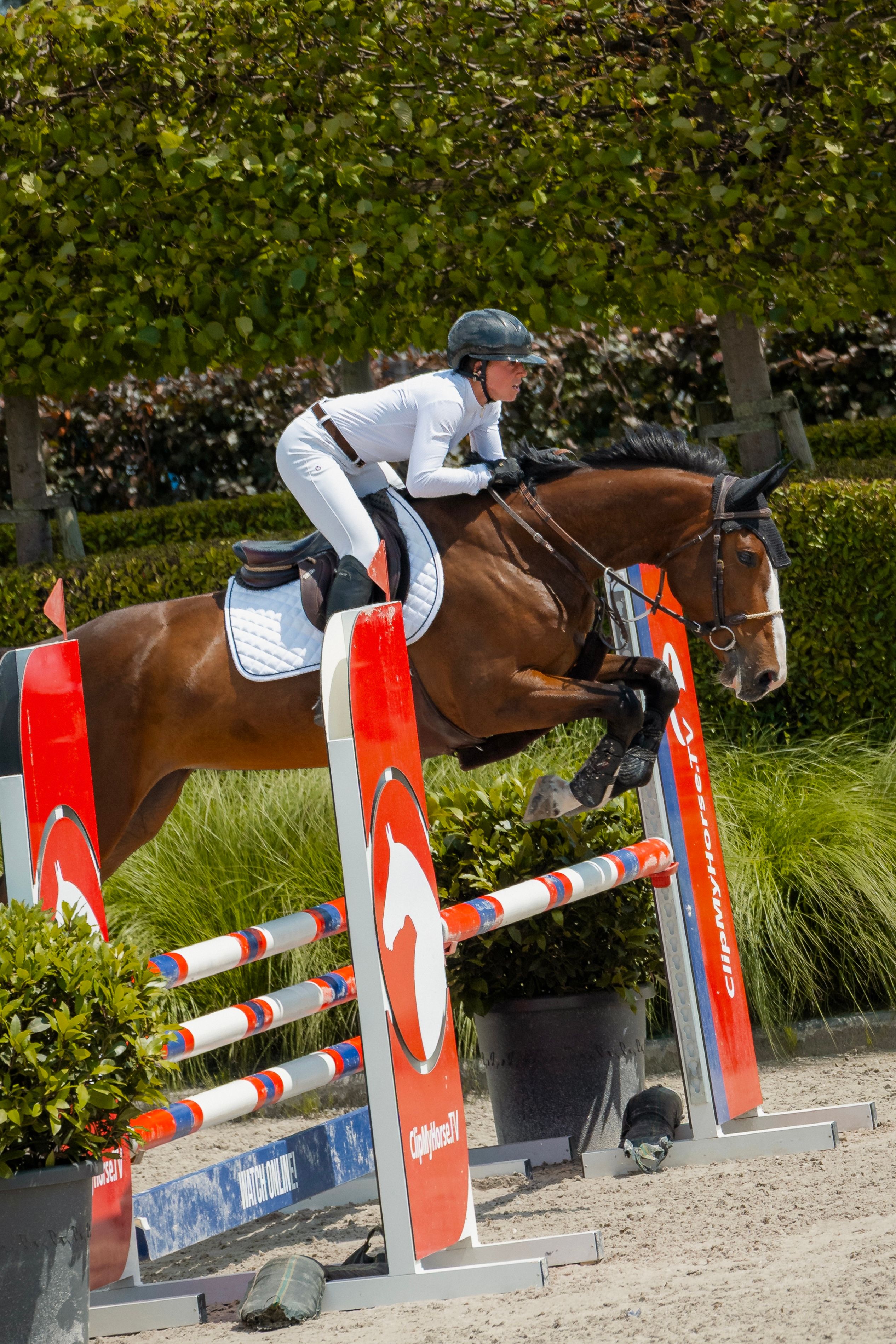 zangersheide springpaard merrie 4 years old kastanje for sale - Photo 4