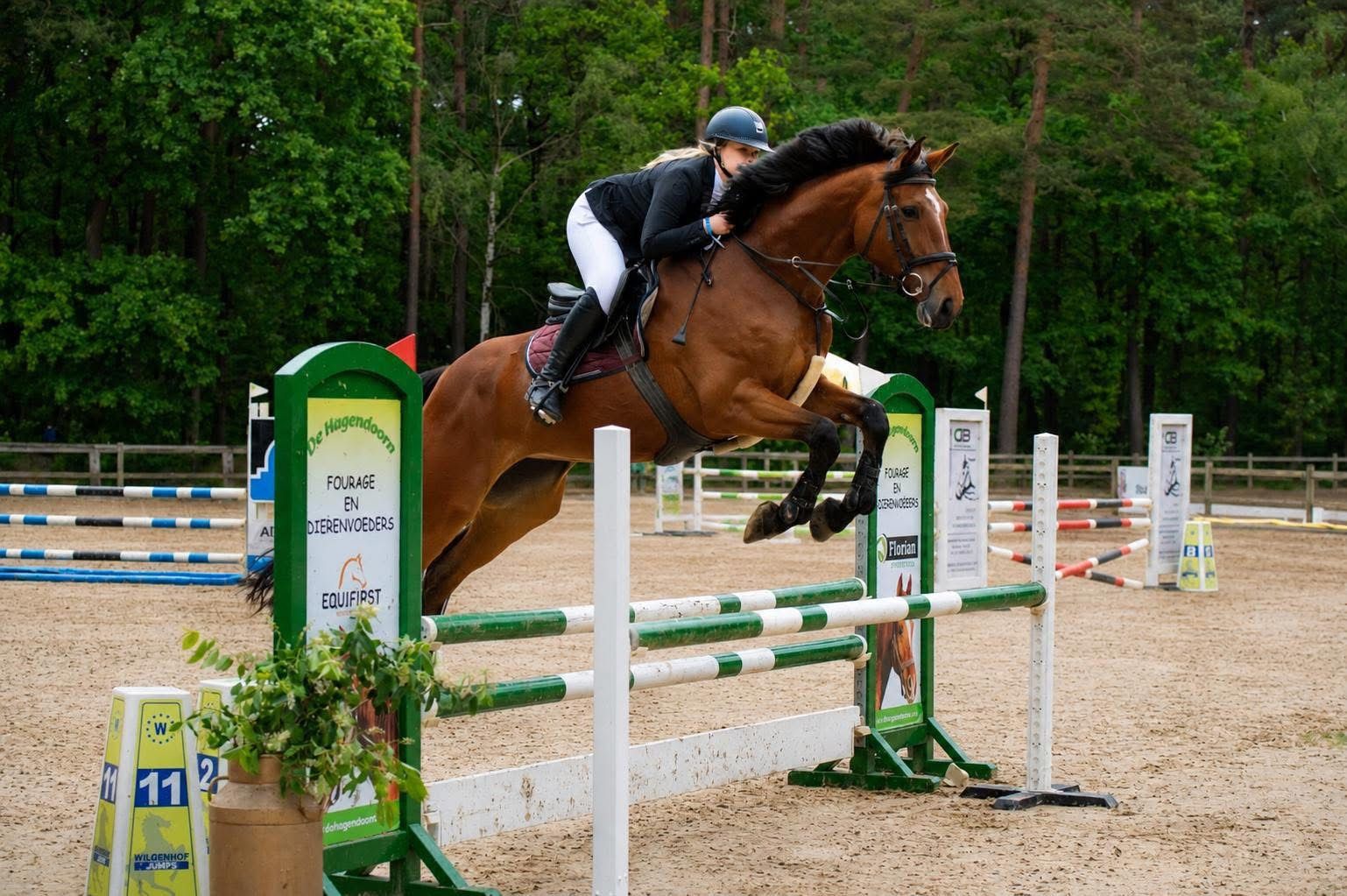 zangersheide allrounder merrie 6 years old bruin for sale - Photo 3