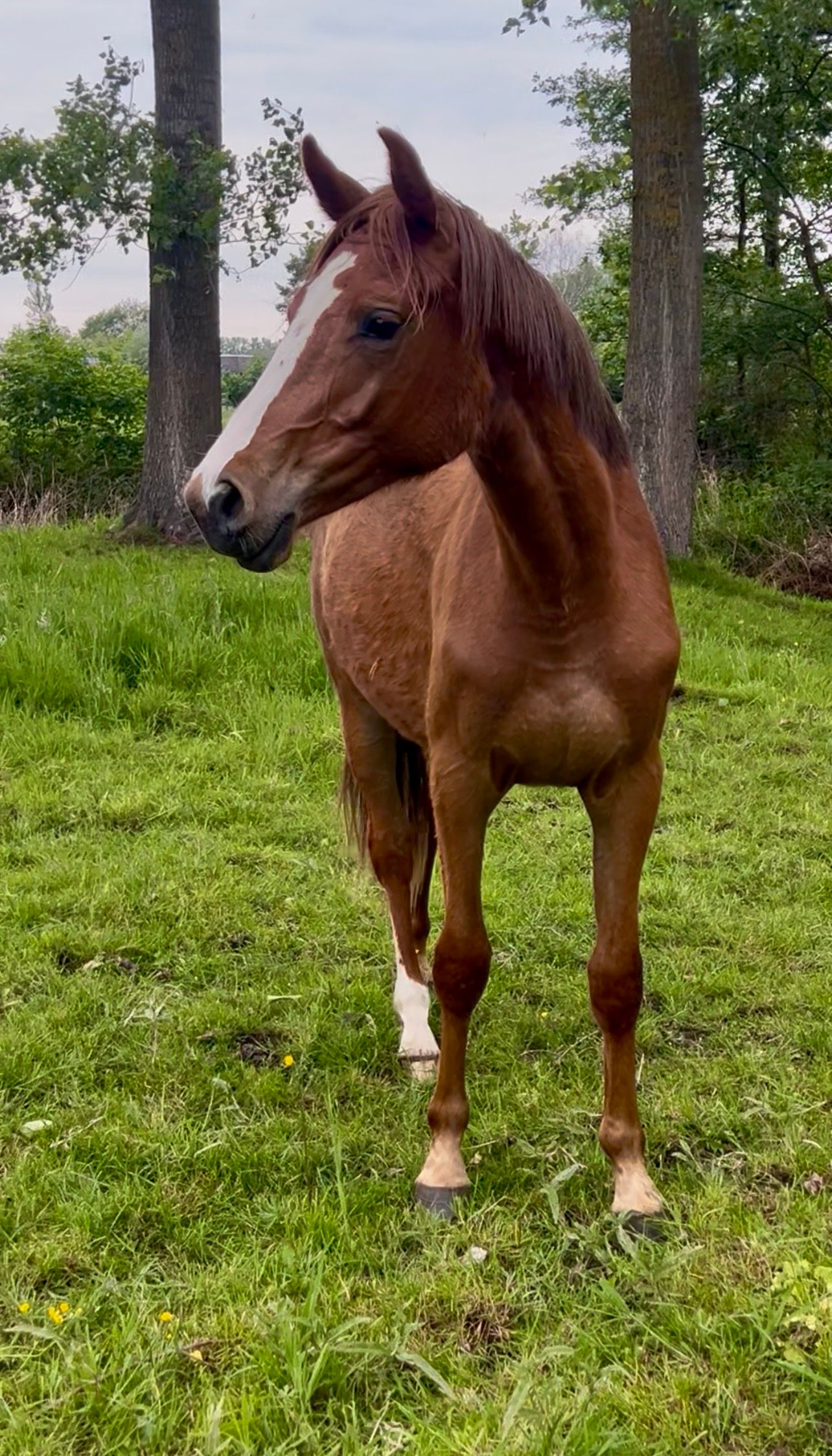 zangersheide allrounder merrie 6 years old bruin for sale - Photo 4