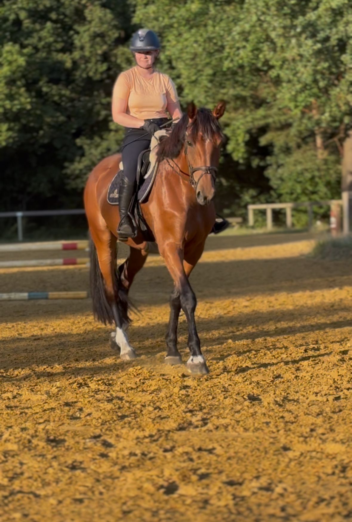 zangersheide allrounder merrie 6 years old bruin for sale - Photo 2