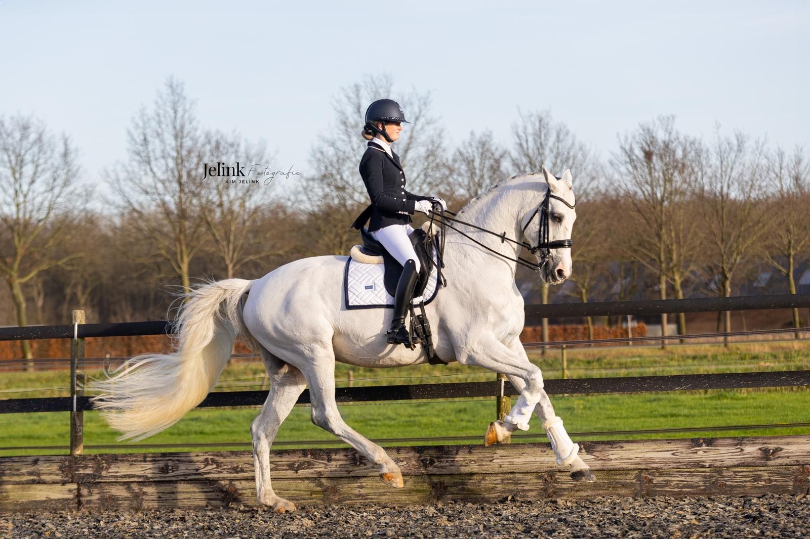 KWPN dressuurpaard ruin 14 år schimmel till salu - Foto 2