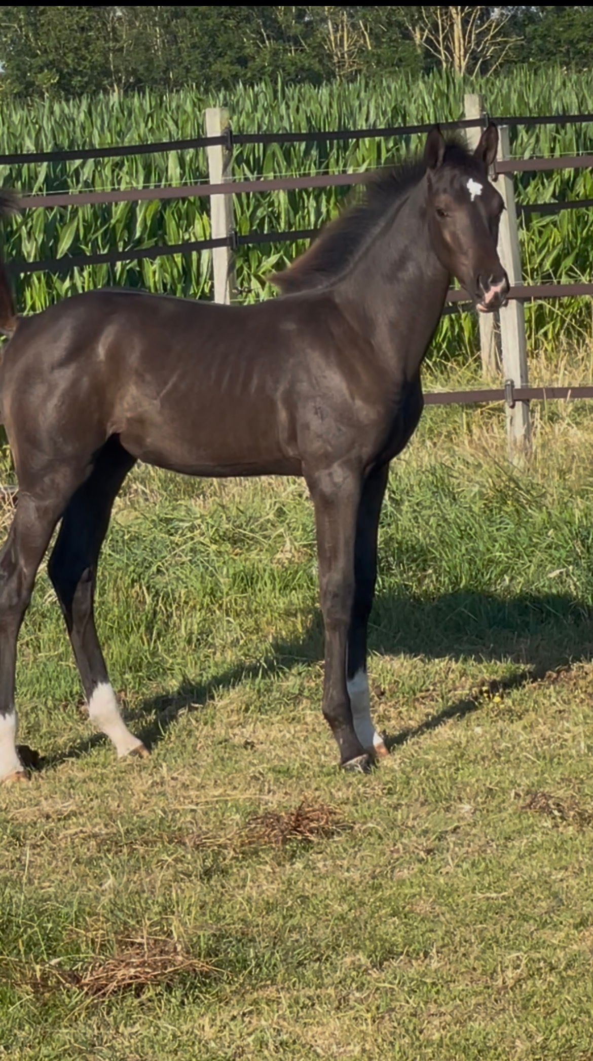 Oldenburg premium filly