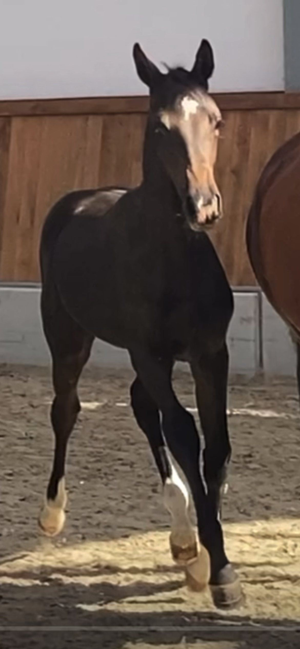 oldenburg dressuurpaard merrie 0 years old zwart for sale - Photo 5