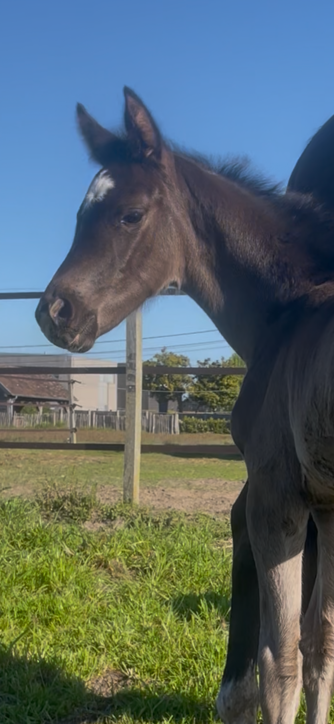 oldenburg dressuurpaard merrie 0 years old zwart for sale - Photo 4
