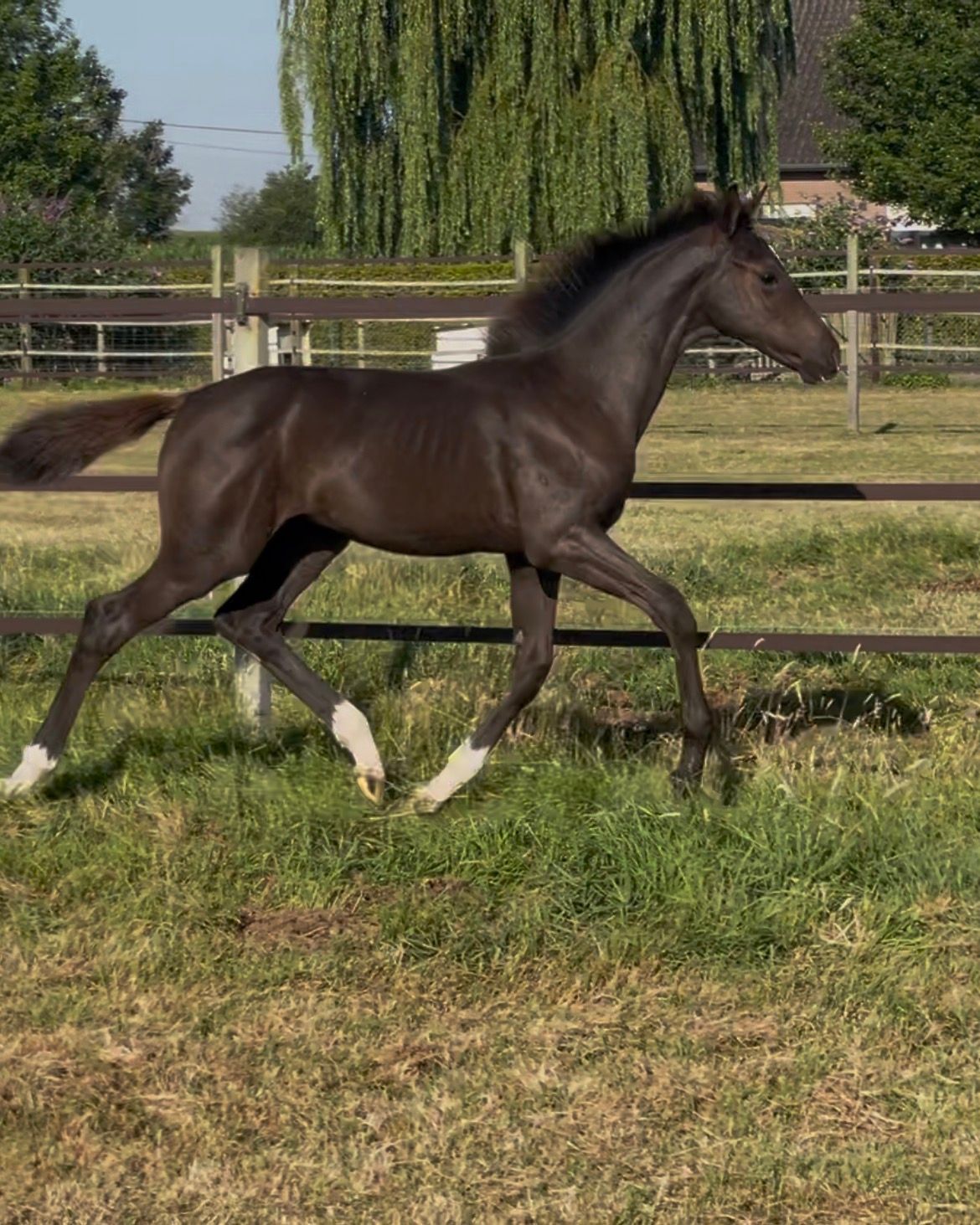 oldenburg dressuurpaard merrie 0 years old zwart for sale - Photo 2