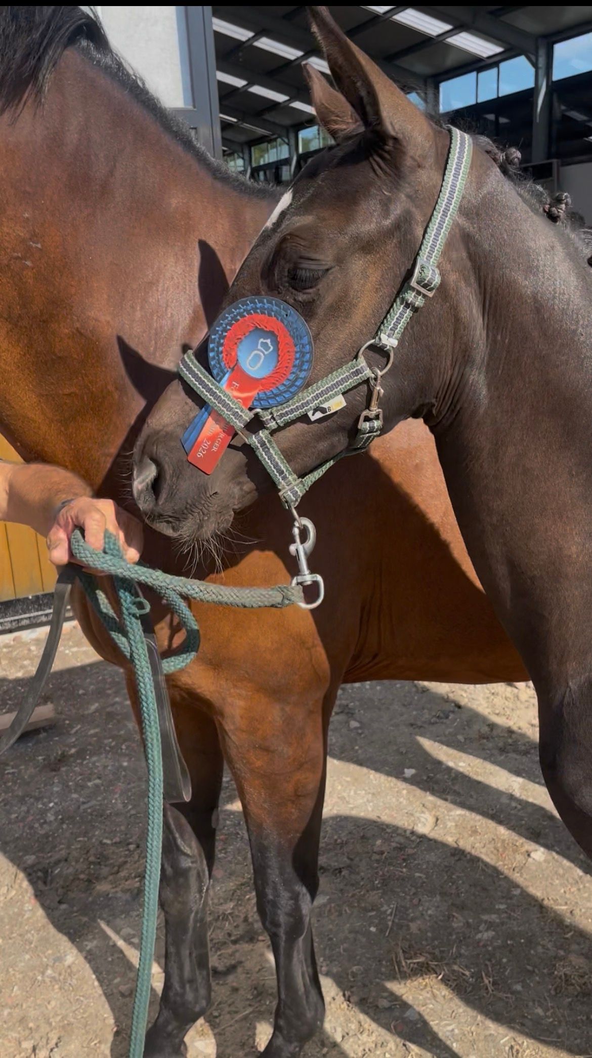 oldenburg dressuurpaard merrie 0 years old zwart for sale - Photo 6
