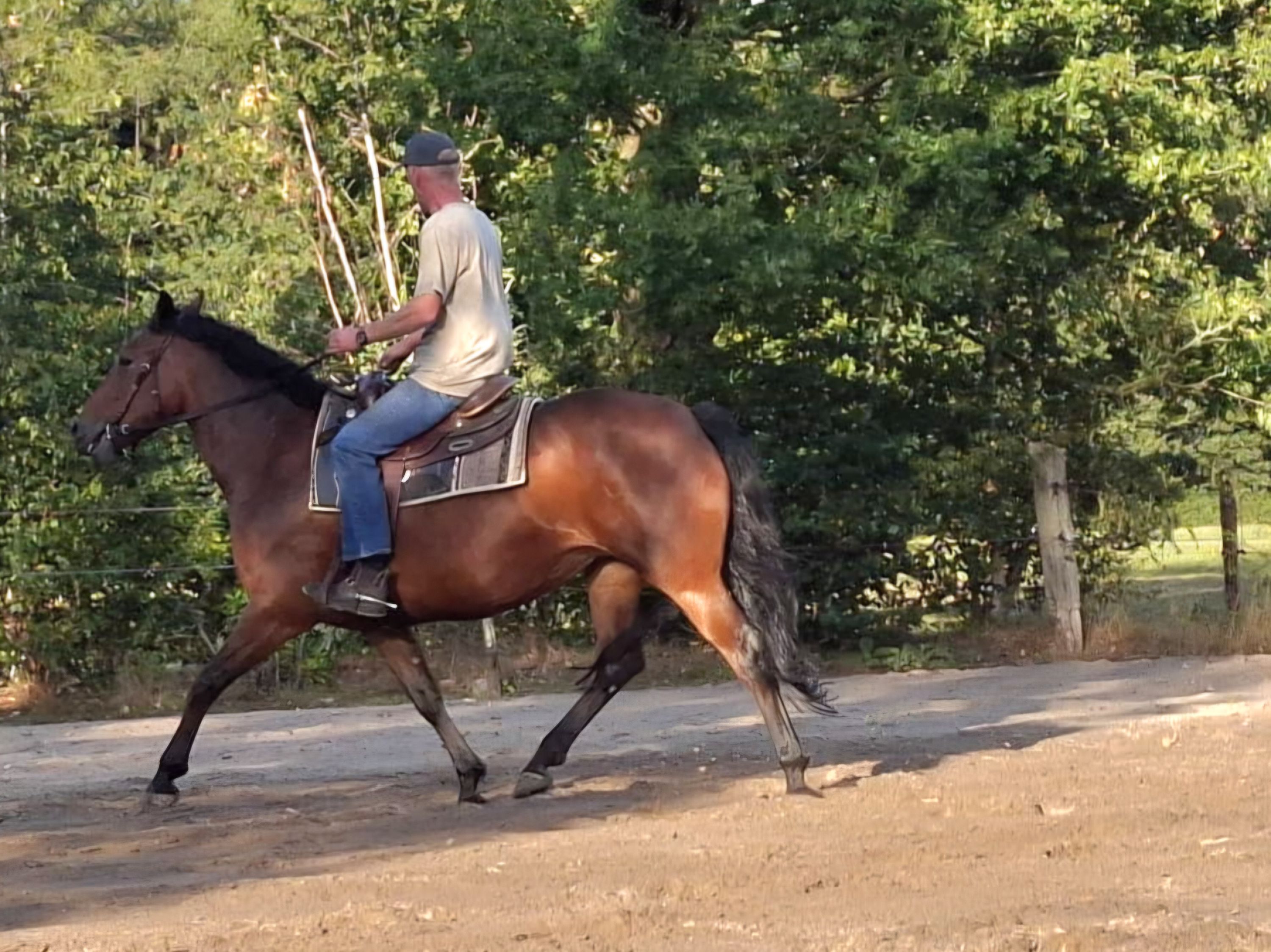 allrounder merrie 6 ans bruin à vendre - Photo 3