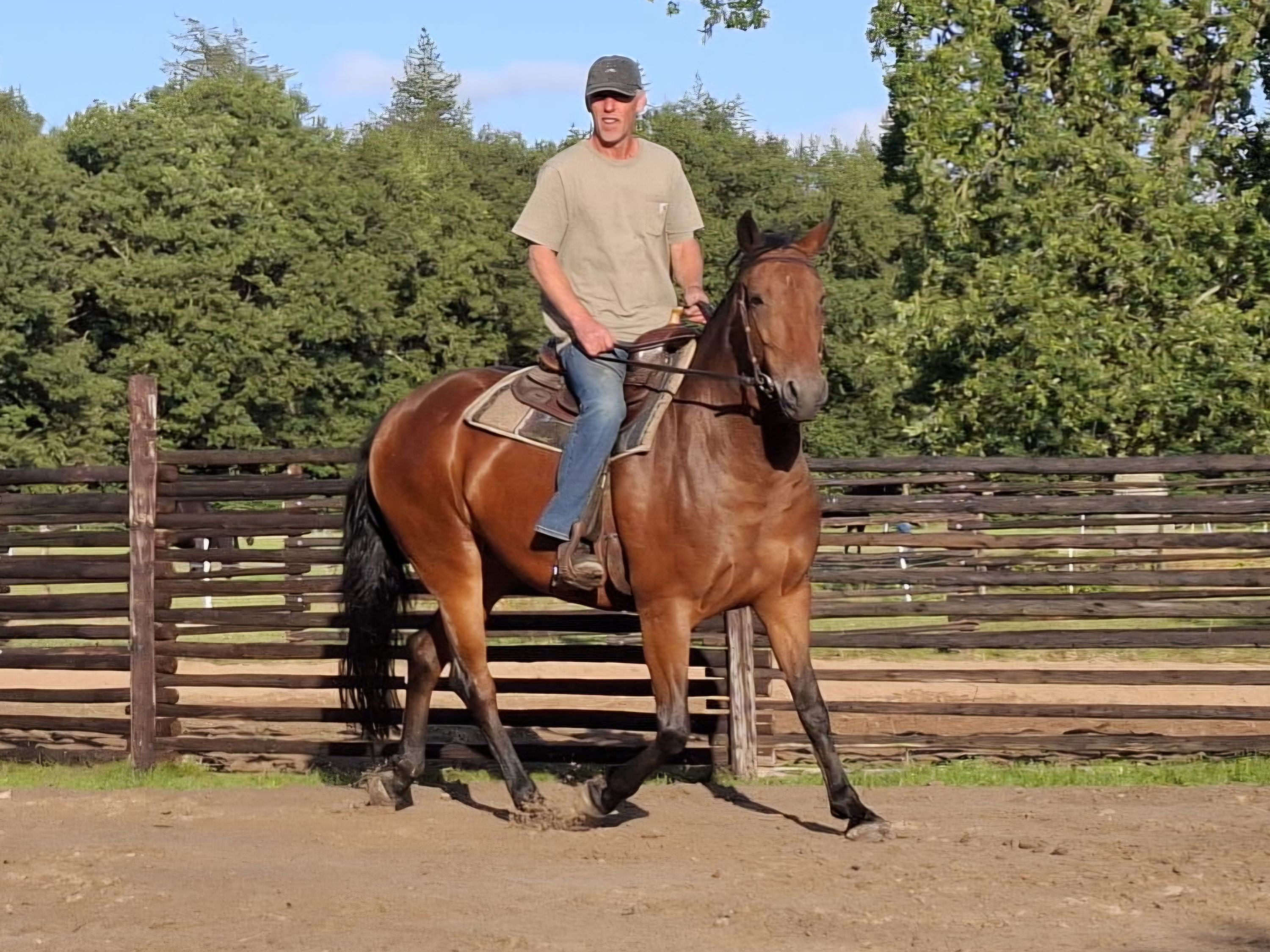 allrounder merrie 6 ans bruin à vendre - Photo 2