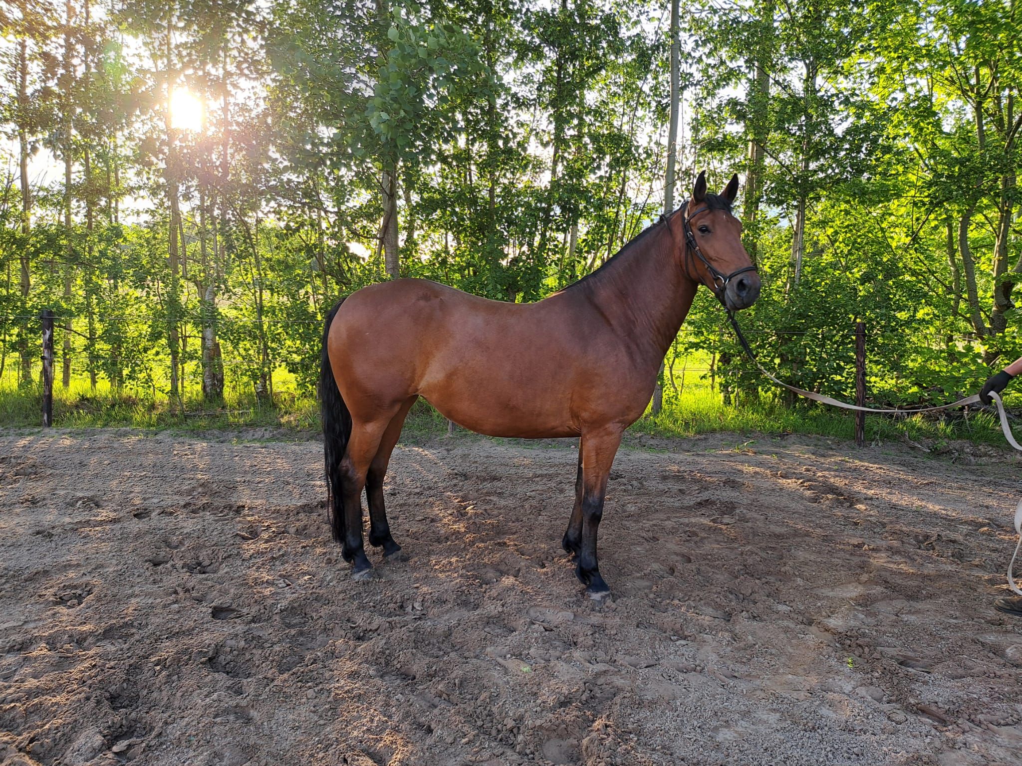 allrounder merrie 6 ans bruin à vendre - Photo 4
