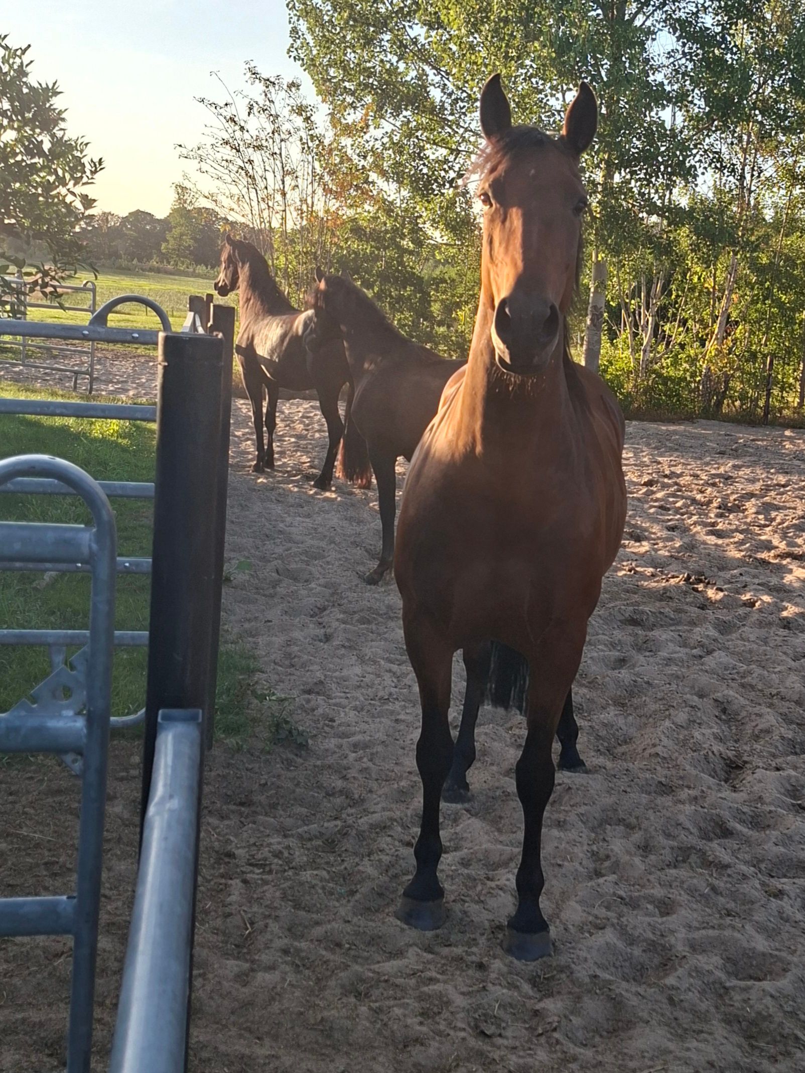 allrounder merrie 6 ans bruin à vendre - Photo 5