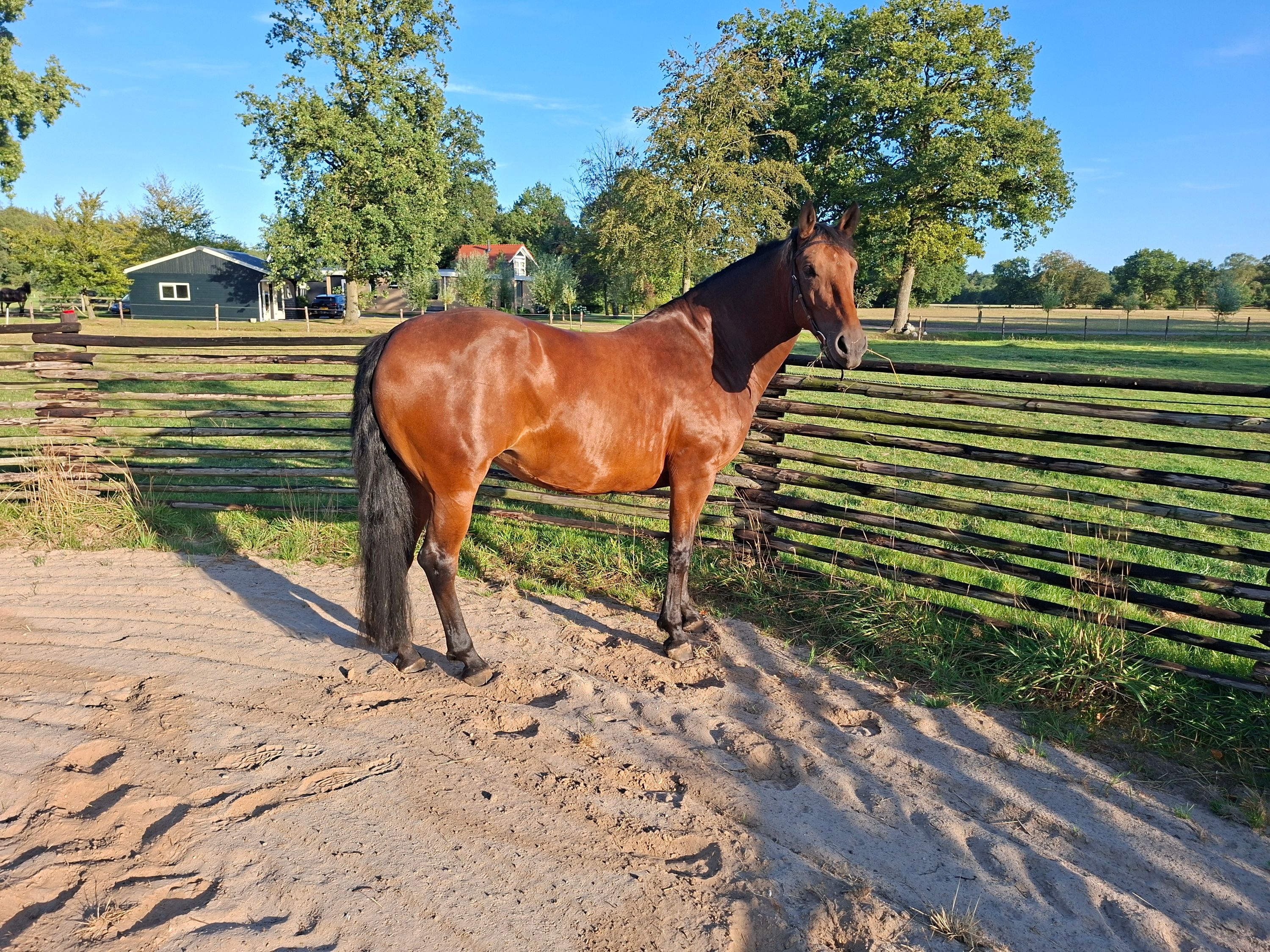 allrounder merrie 6 ans bruin à vendre - Photo 6