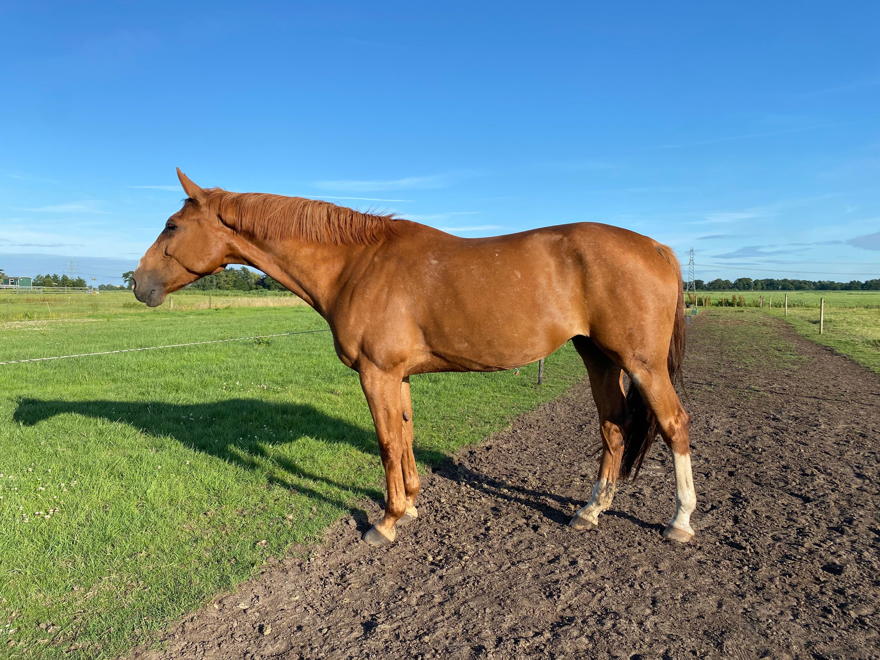 kwpn springpaard merrie 10 years old vos for sale - Photo 2