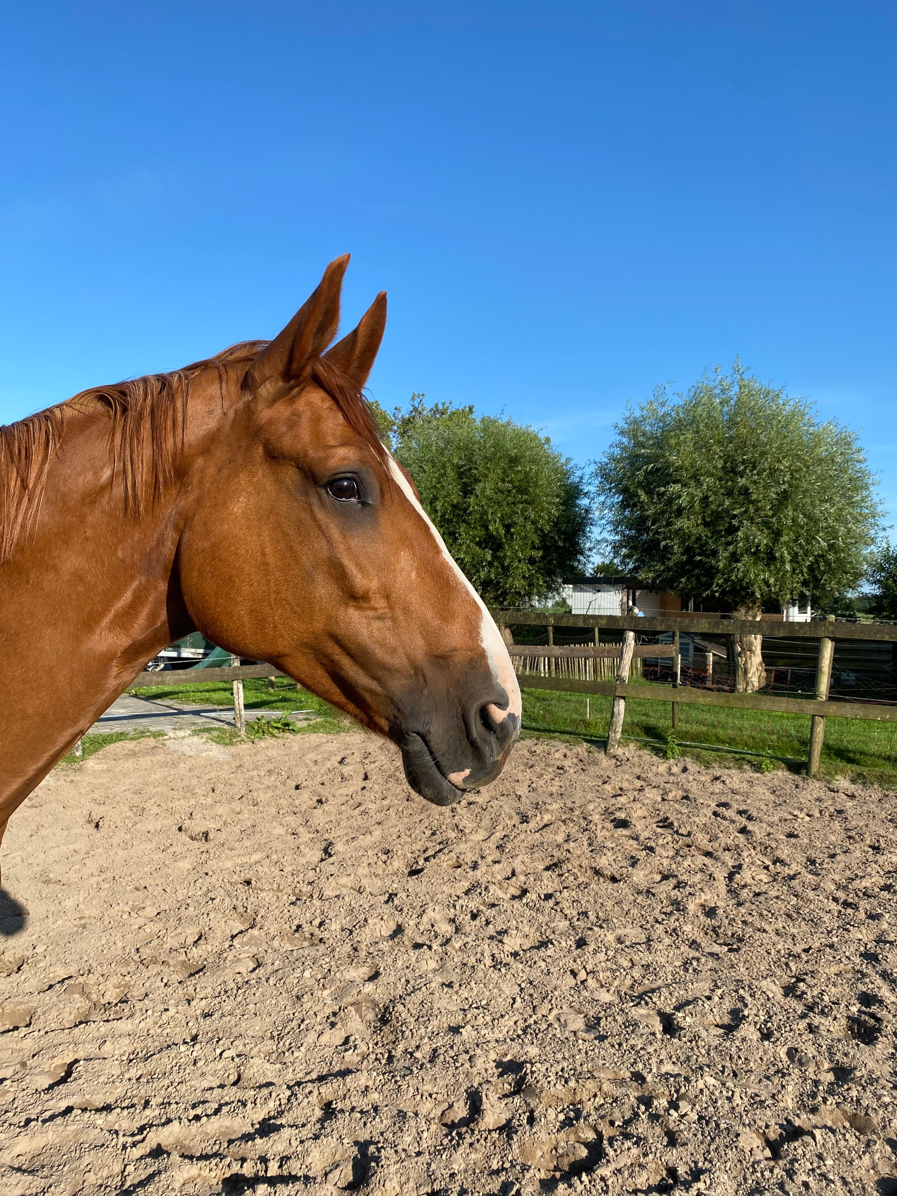 kwpn springpaard merrie 10 years old vos for sale - Photo 3