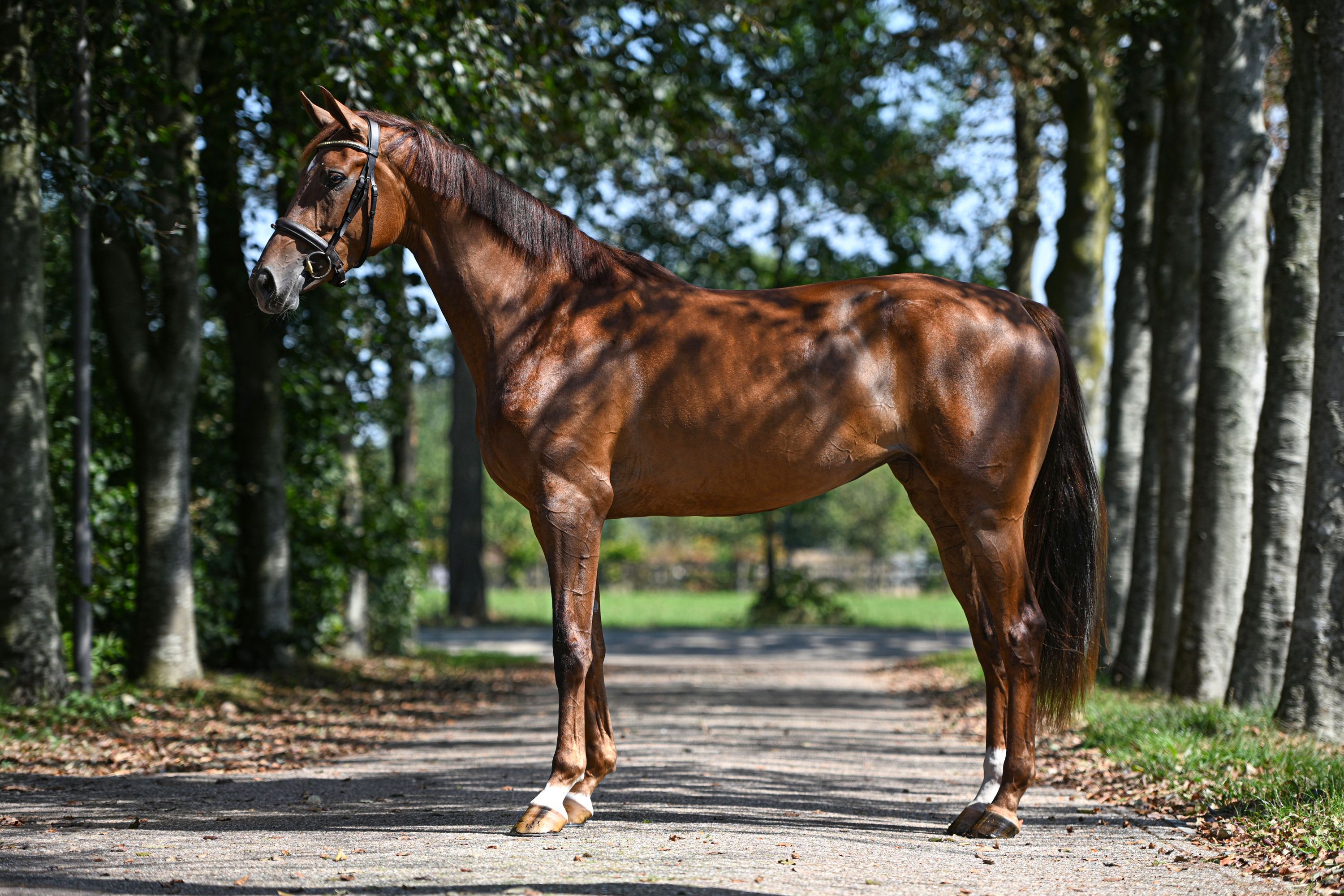 kwpn dressuurpaard merrie 3 years old vos for sale - Photo 3