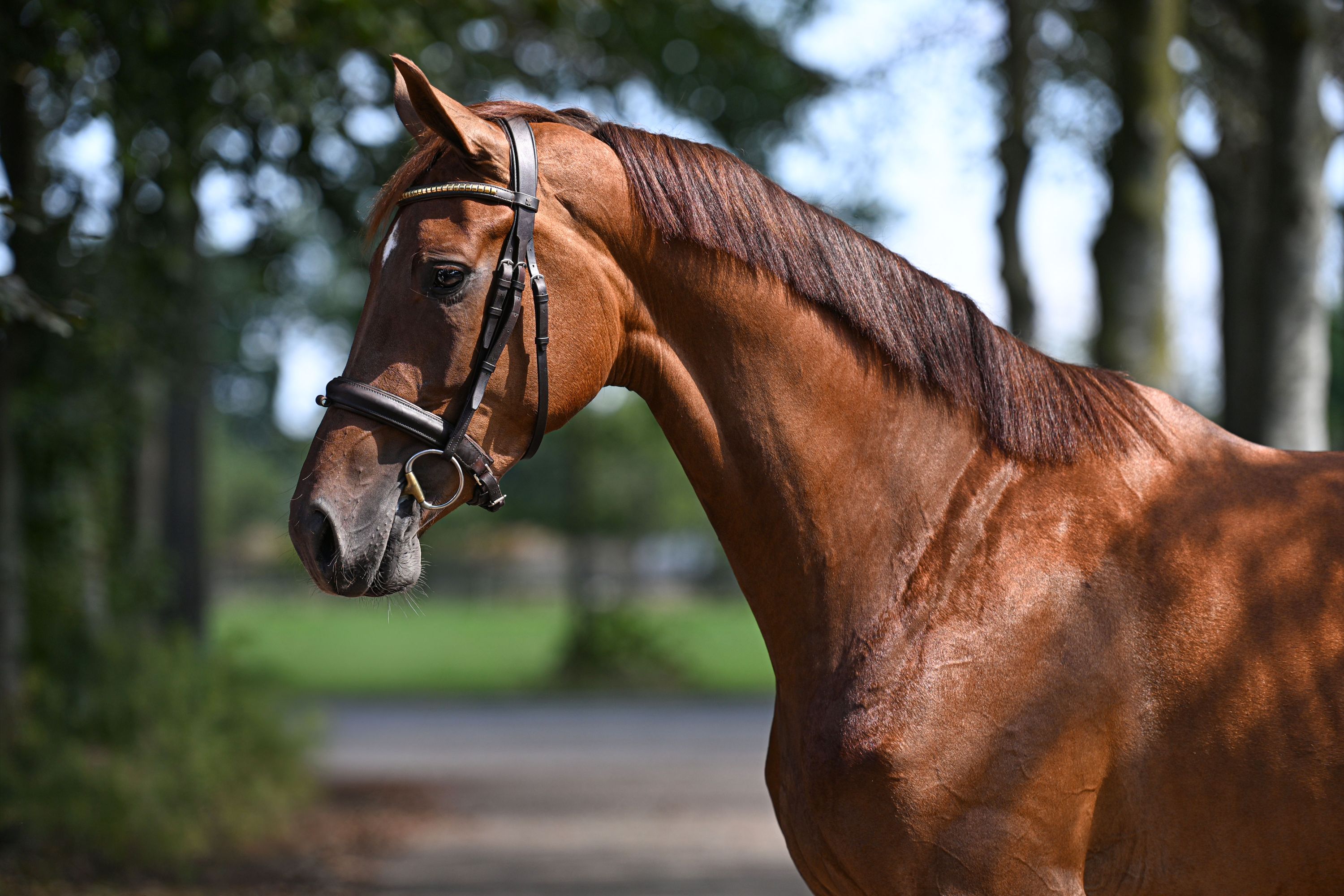kwpn dressuurpaard merrie 3 years old vos for sale - Photo 2