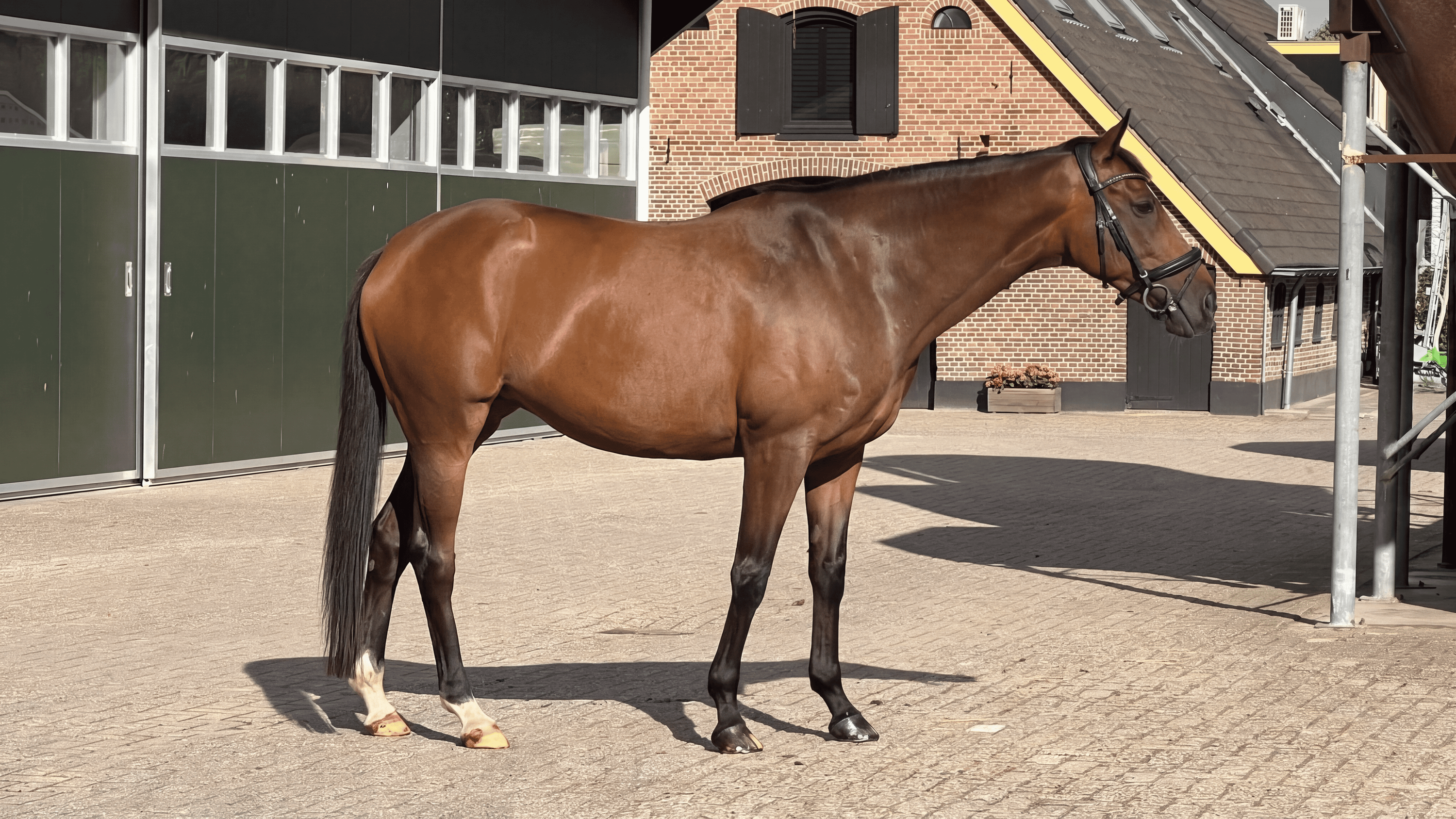 irish-sport-horse allround-pony merrie 9 years old donkerbruin for sale - Photo 3