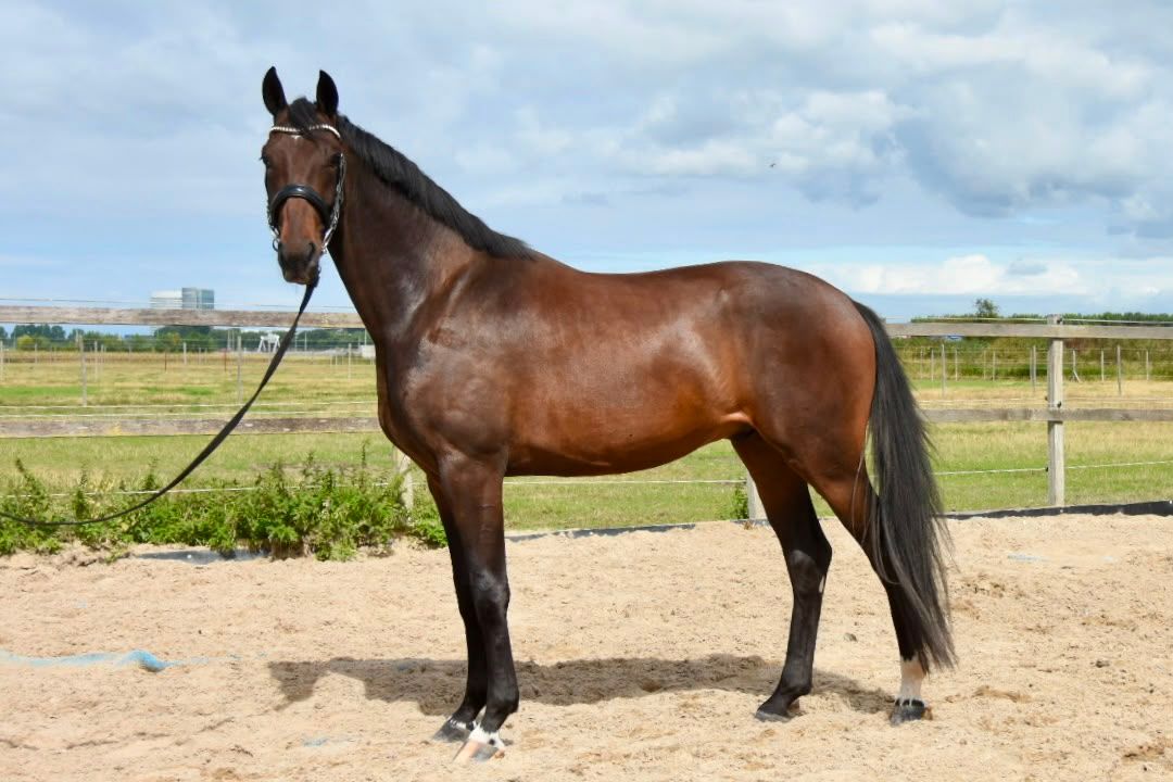 nrps dressuurpaard ruin 3 岁 donkerbruin 出售 - 照片 5