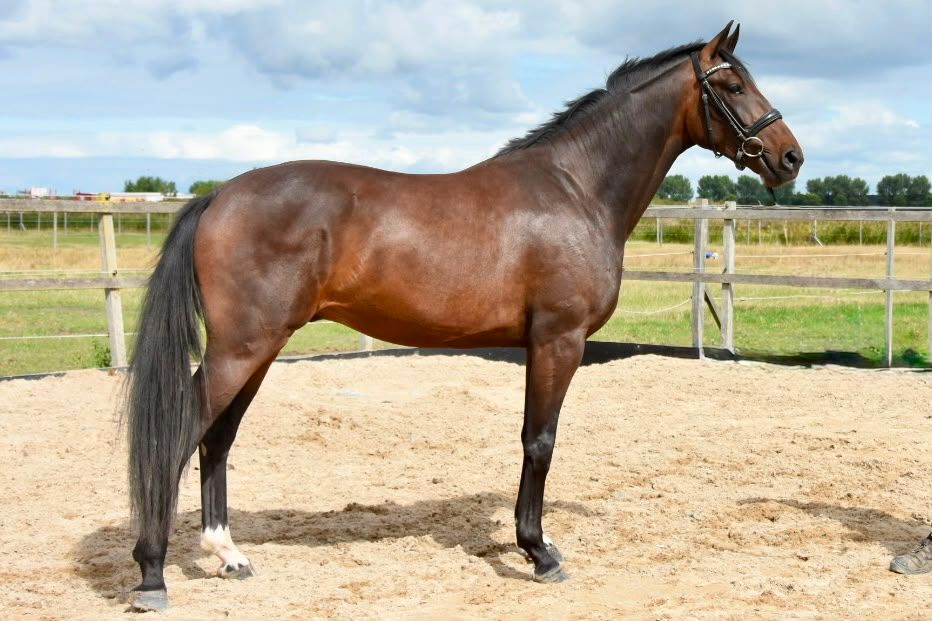 Veelbelovende 3-Jarige For Ferrero Ruin