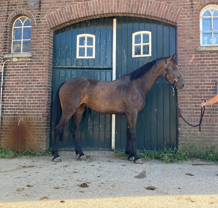 Meget fin 4-årig springhoppe med potentiale