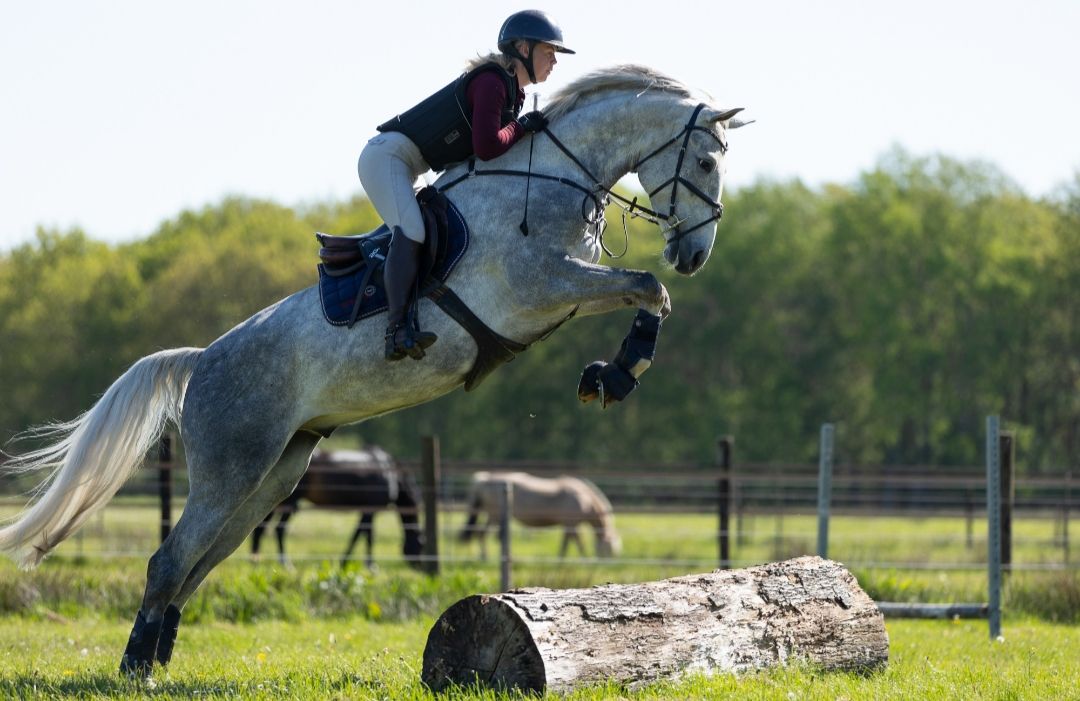 oldenburg springpaard ruin 5 岁 schimmel 出售 - 照片 3
