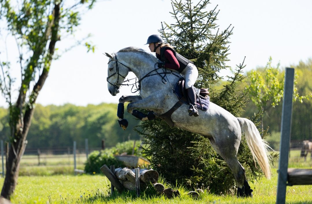 oldenburg springpaard ruin 5 岁 schimmel 出售 - 照片 2
