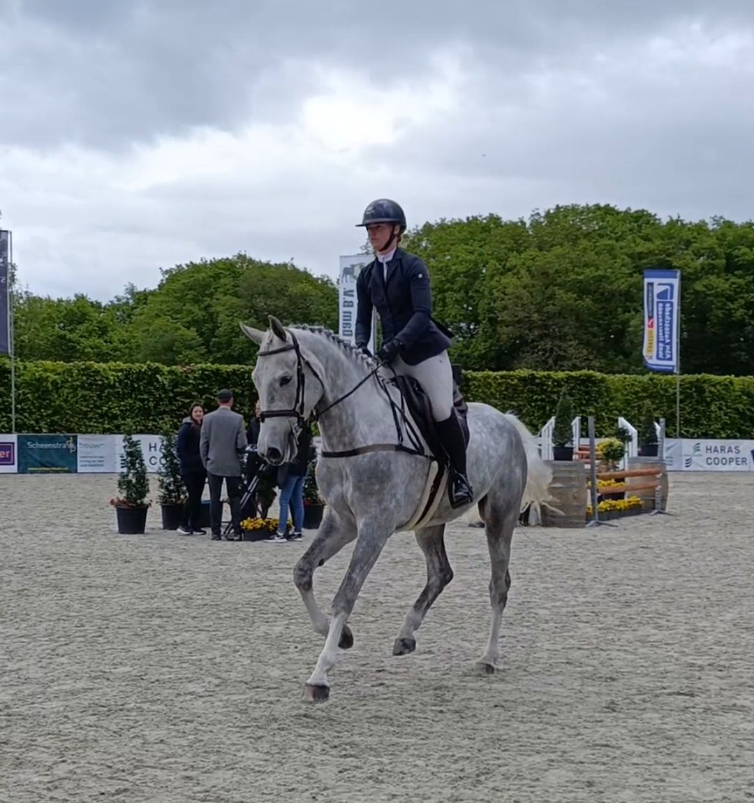 oldenburg springpaard ruin 5 岁 schimmel 出售 - 照片 4