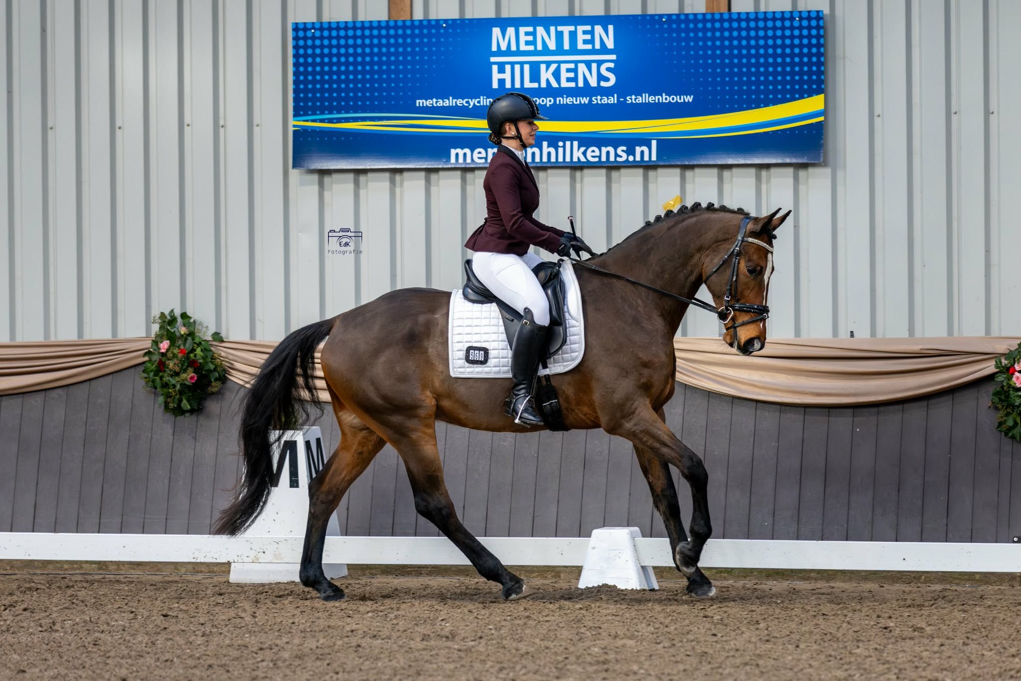 kwpn springpaard ruin 6 years old bruin for sale - Photo 3