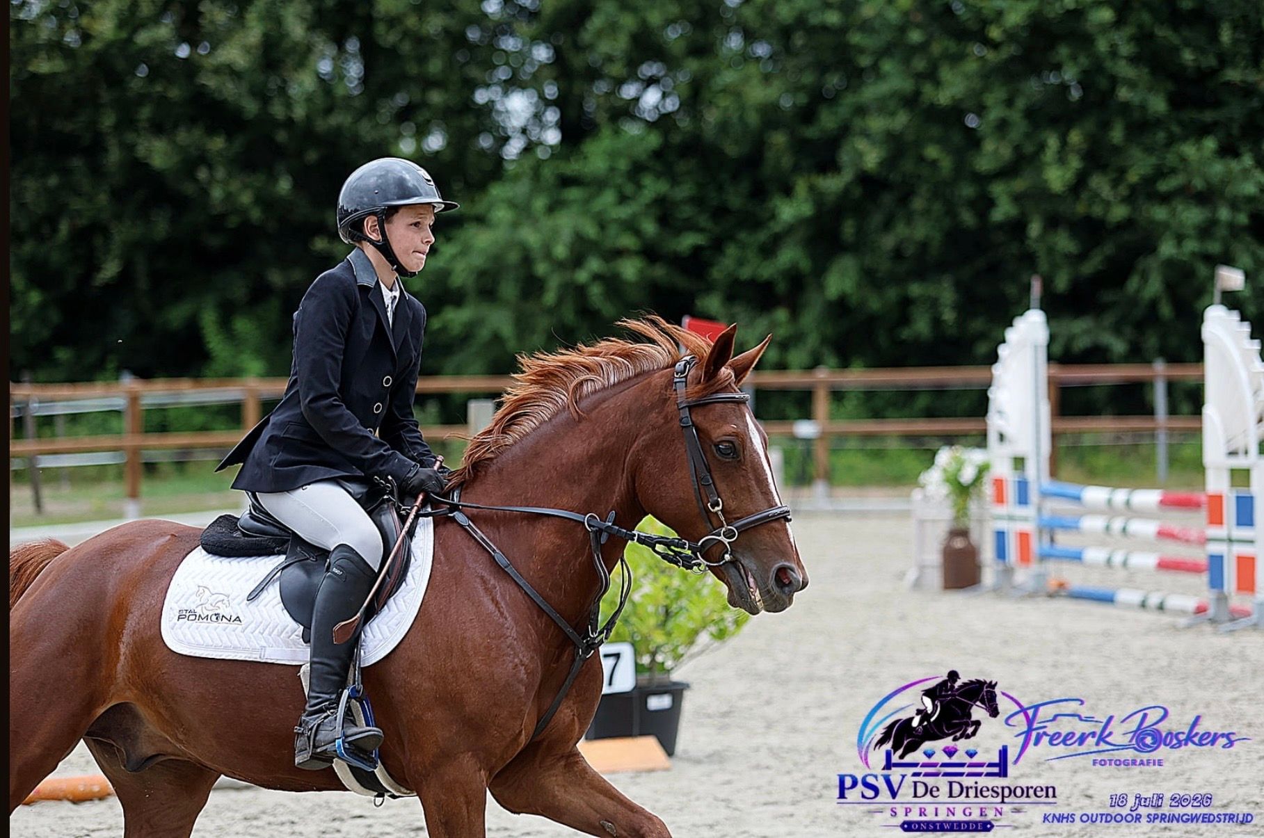 new-forest allround-pony ruin 7 años vos en venta - Foto 2
