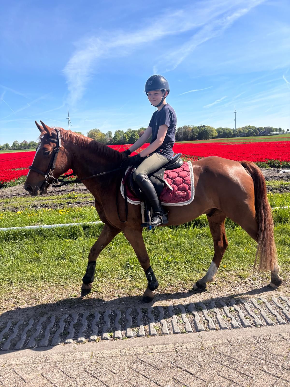 new-forest allround-pony ruin 7 años vos en venta - Foto 6