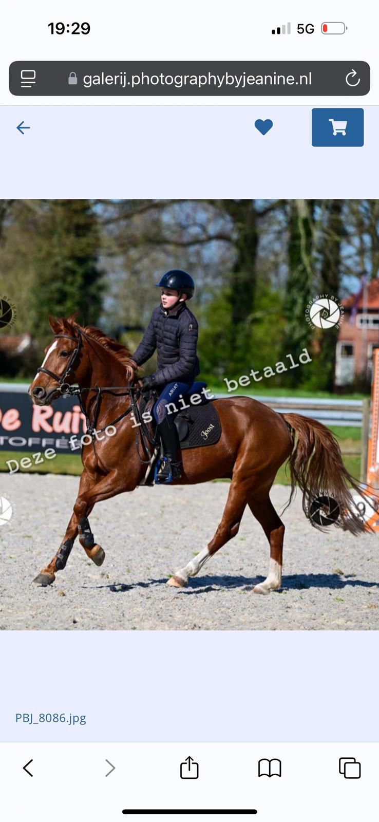 new-forest allround-pony ruin 7 años vos en venta - Foto 5