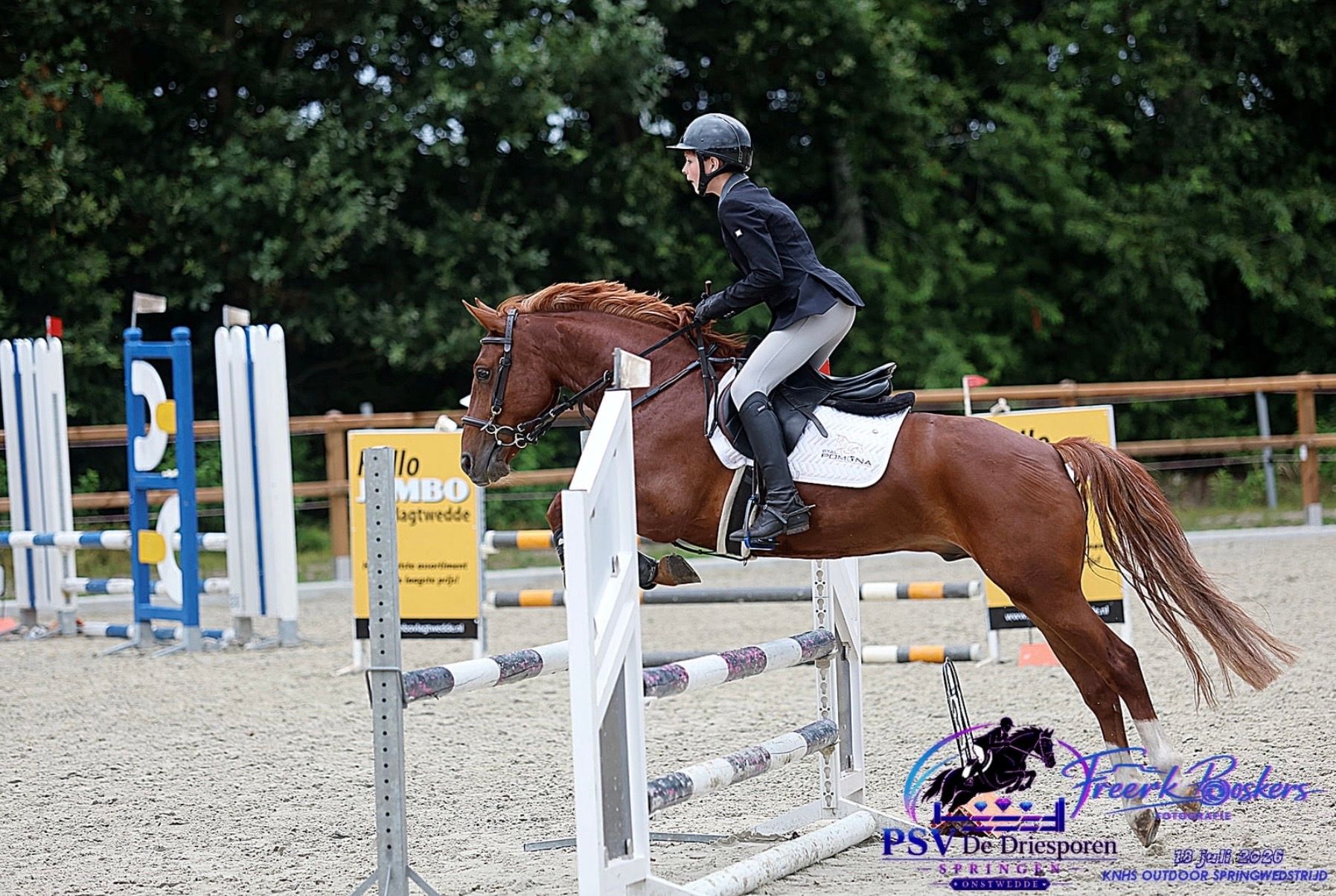 new-forest allround-pony ruin 7 años vos en venta - Foto 3