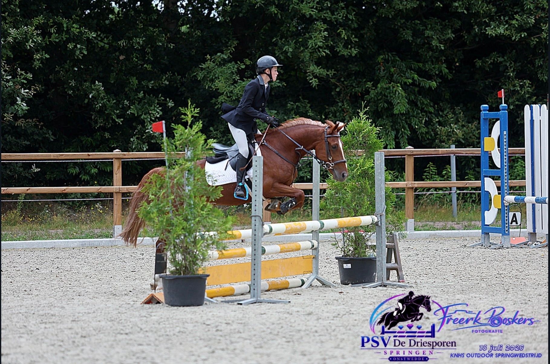 new-forest allround-pony ruin 7 años vos en venta - Foto 4