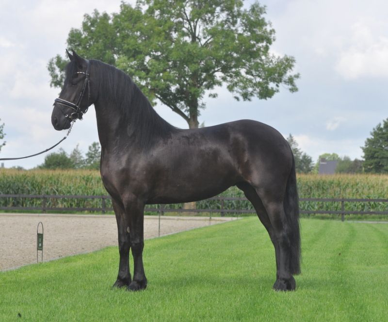 super lieve en knappe friese merrie v.Auwert