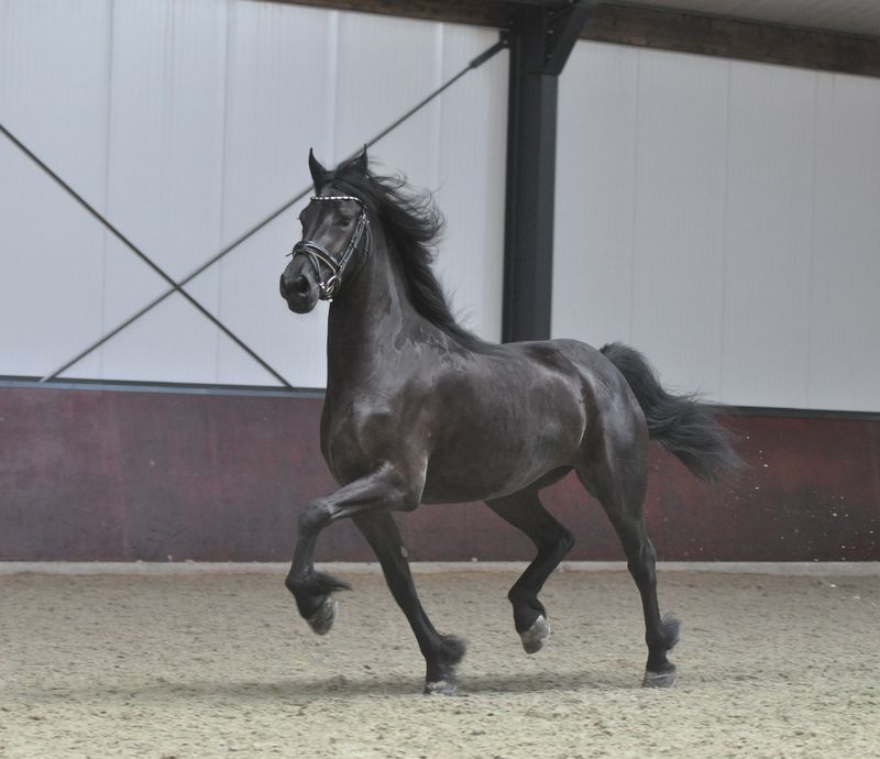 allround-fries merrie 3 jaar zwart te koop - Foto 3