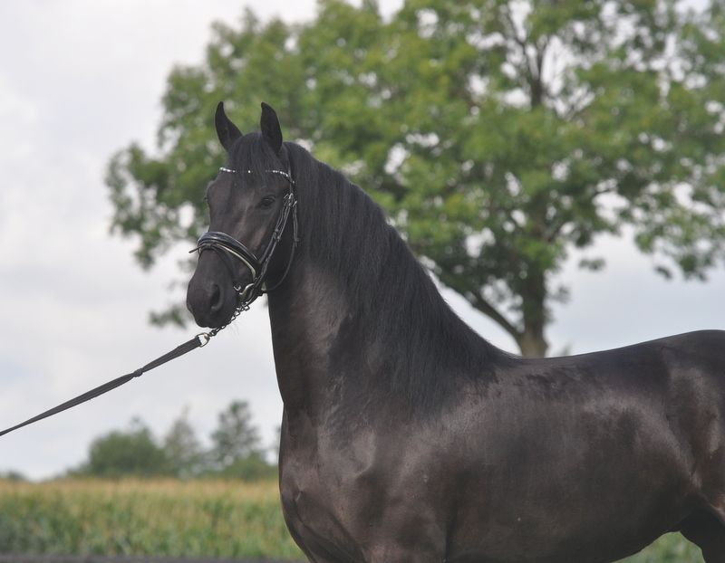 allround-fries merrie 3 jaar zwart te koop - Foto 2