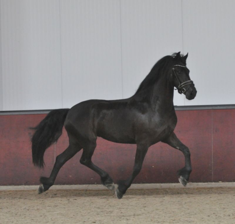 allround-fries merrie 3 jaar zwart te koop - Foto 4
