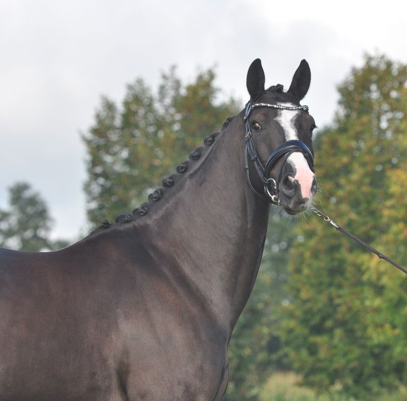 kwpn dressuurpaard ruin 6 years old zwart for sale - Photo 3