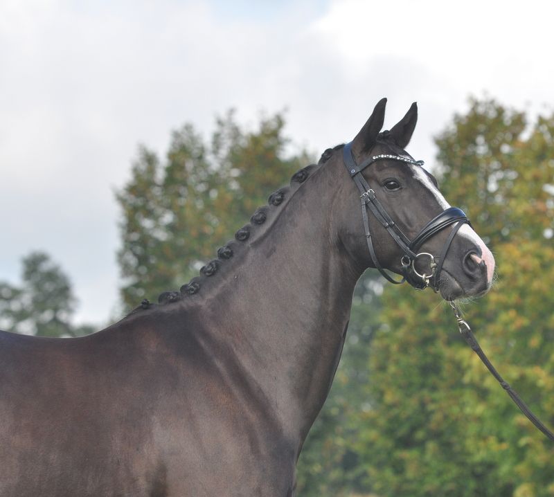 kwpn dressuurpaard ruin 6 years old zwart for sale - Photo 2