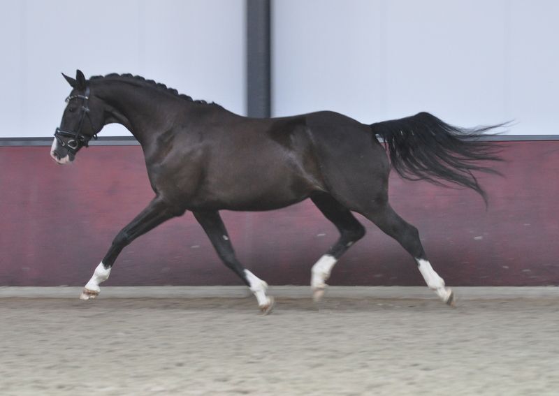 kwpn dressuurpaard ruin 6 years old zwart for sale - Photo 4