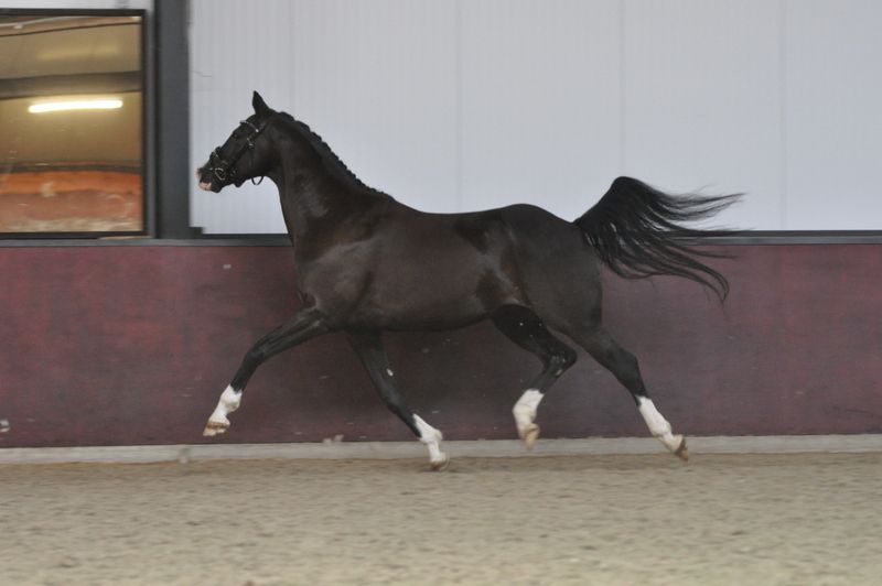 kwpn dressuurpaard ruin 6 years old zwart for sale - Photo 6