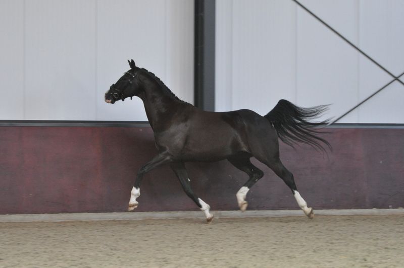 kwpn dressuurpaard ruin 6 years old zwart for sale - Photo 5