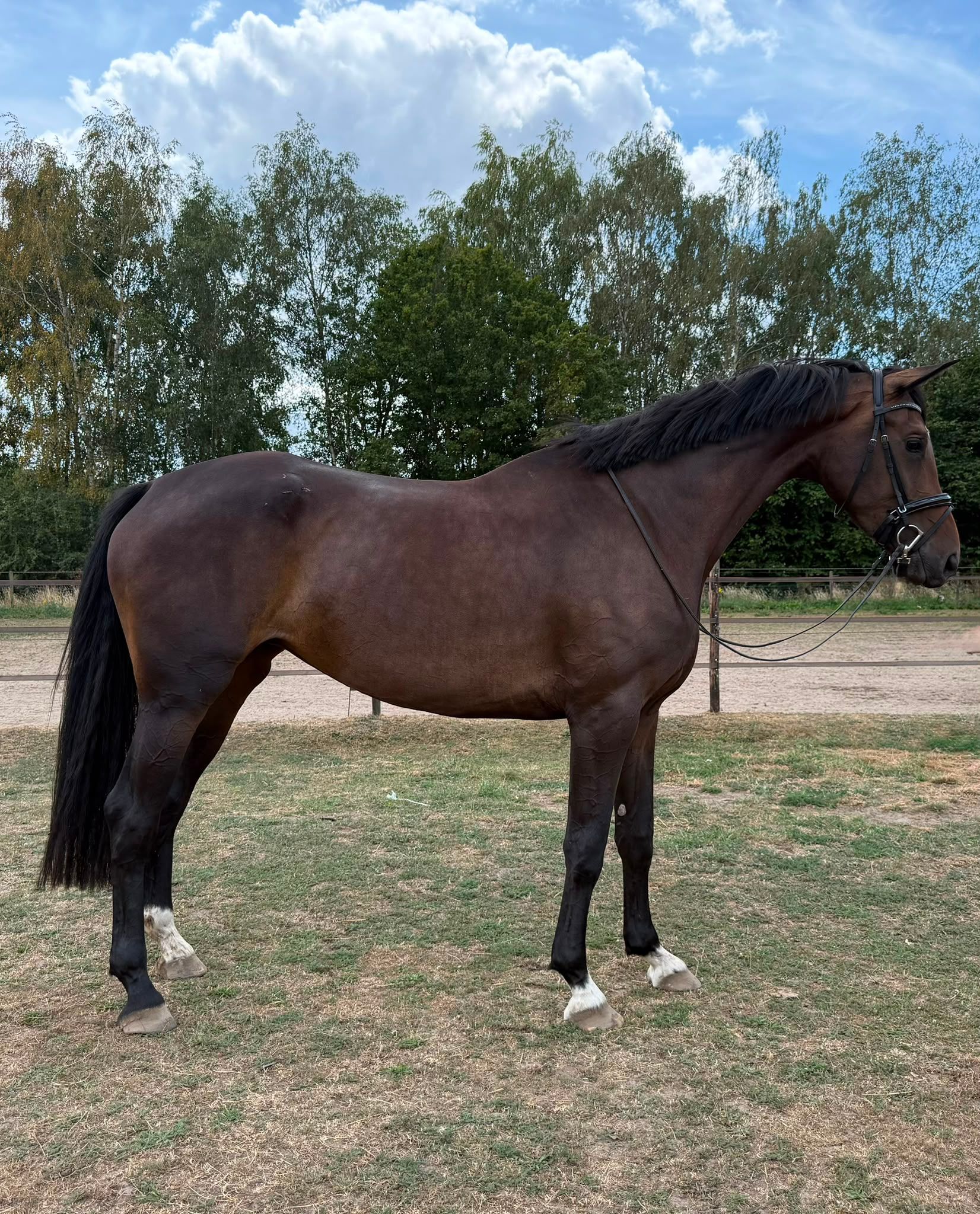 kwpn dressuurpaard merrie 4 jaar donkerbruin te koop - Foto 2