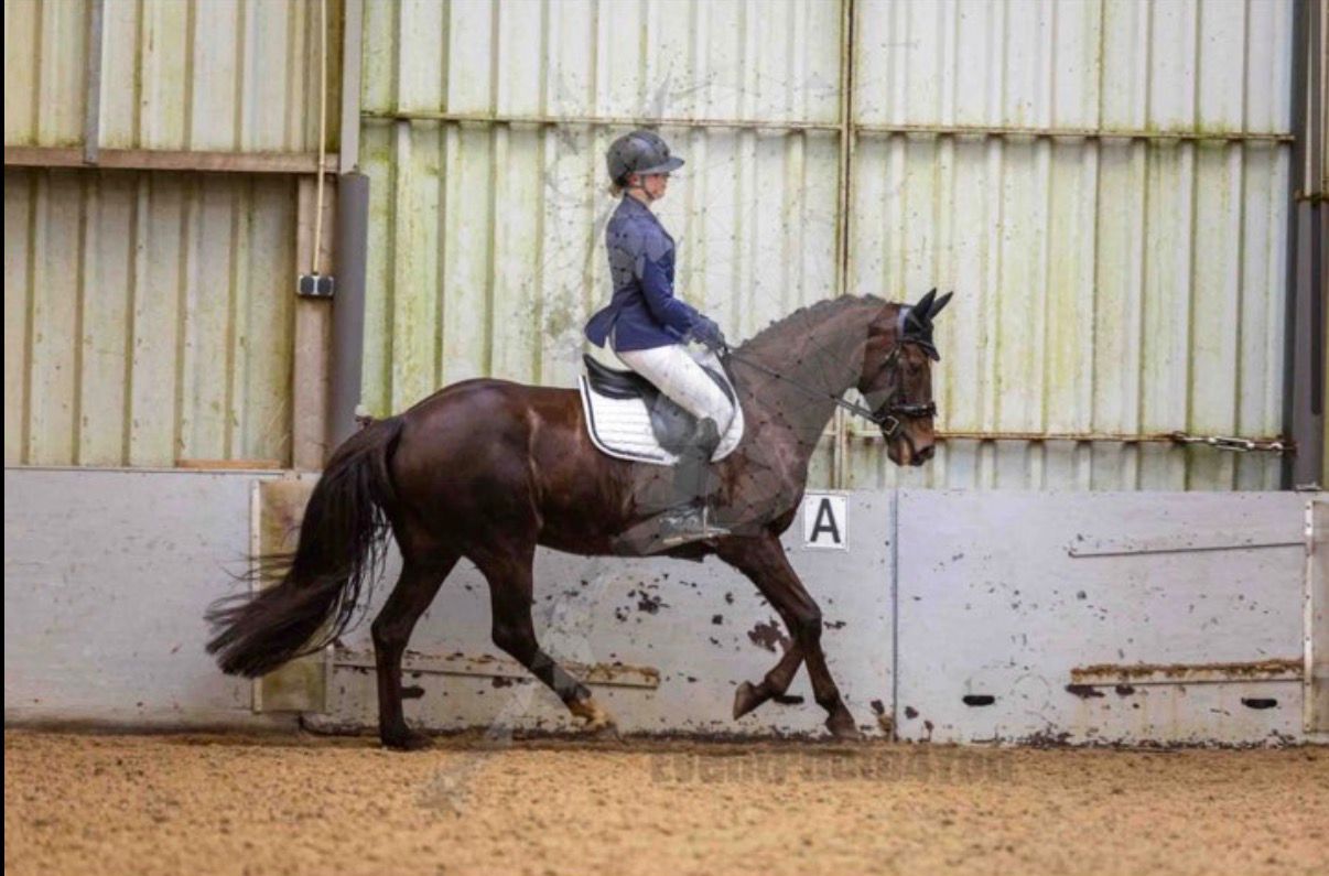 kwpn allrounder merrie 12 سنوات donkerbruin للبيع - صورة 4