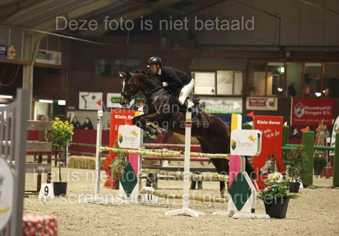 kwpn allrounder merrie 12 سنوات donkerbruin للبيع - صورة 5