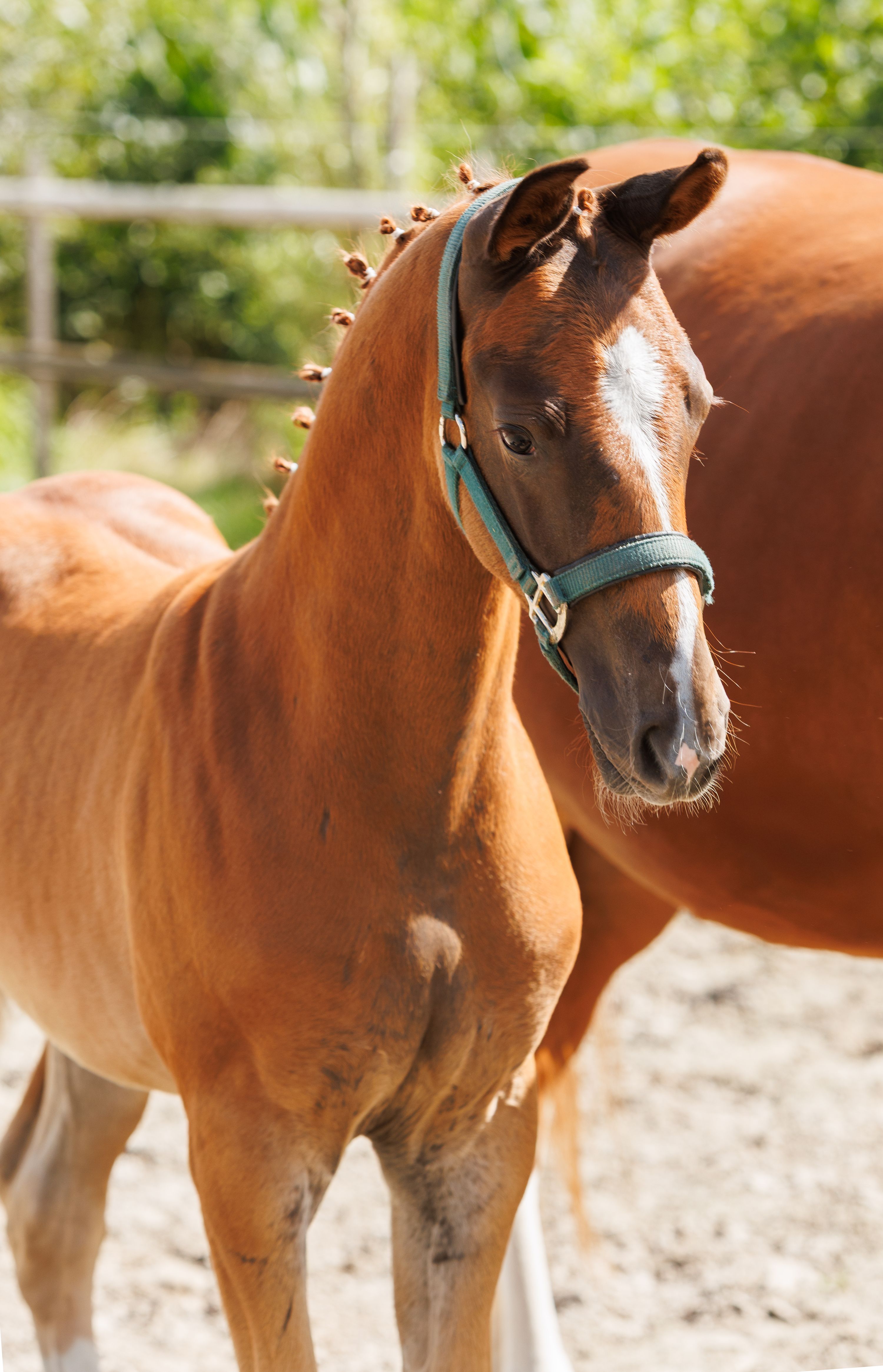 kwpn dressuurpaard hengst 0 anni vos in vendita - Foto 6