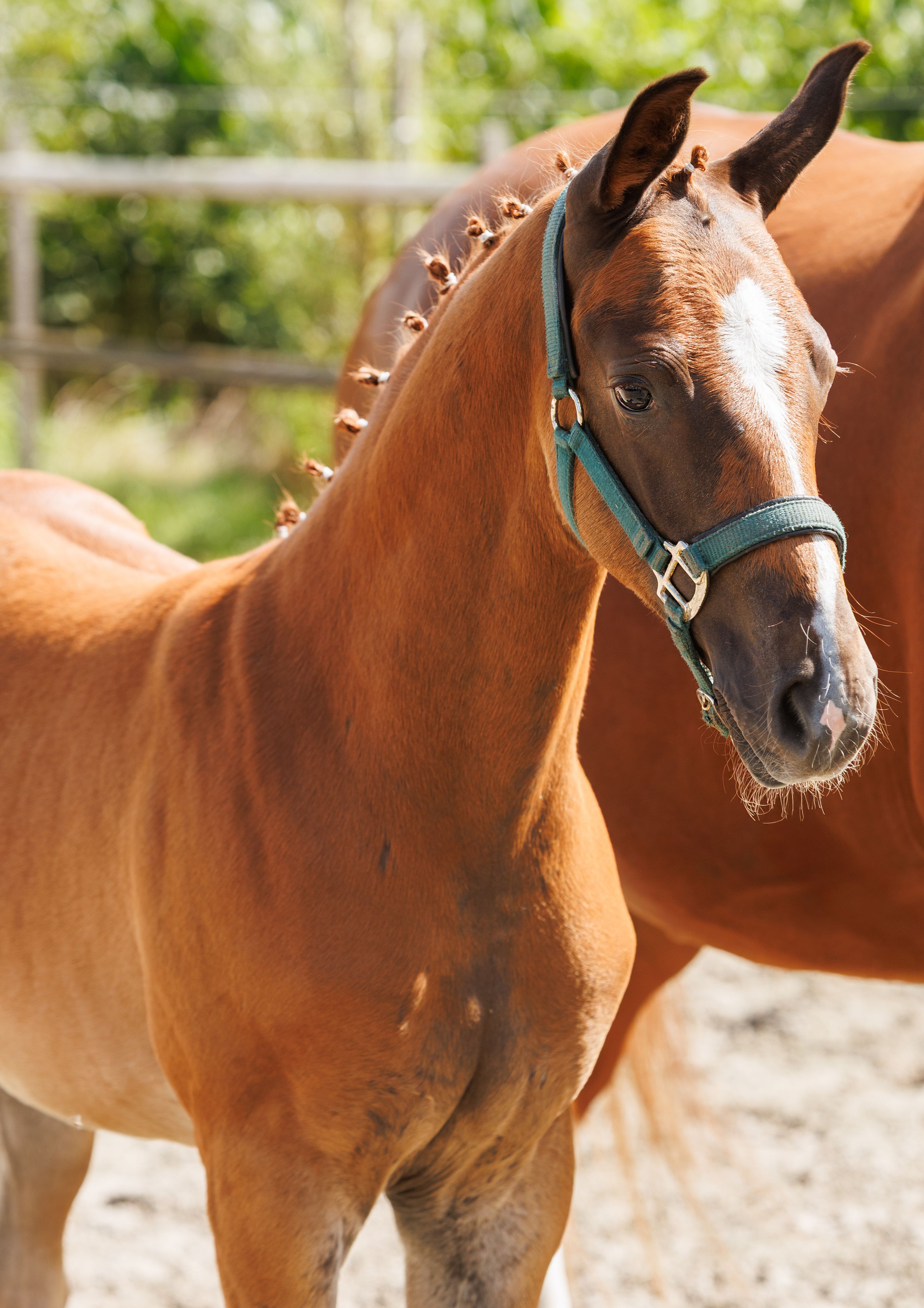 kwpn dressuurpaard hengst 0 years old vos for sale - Photo 5