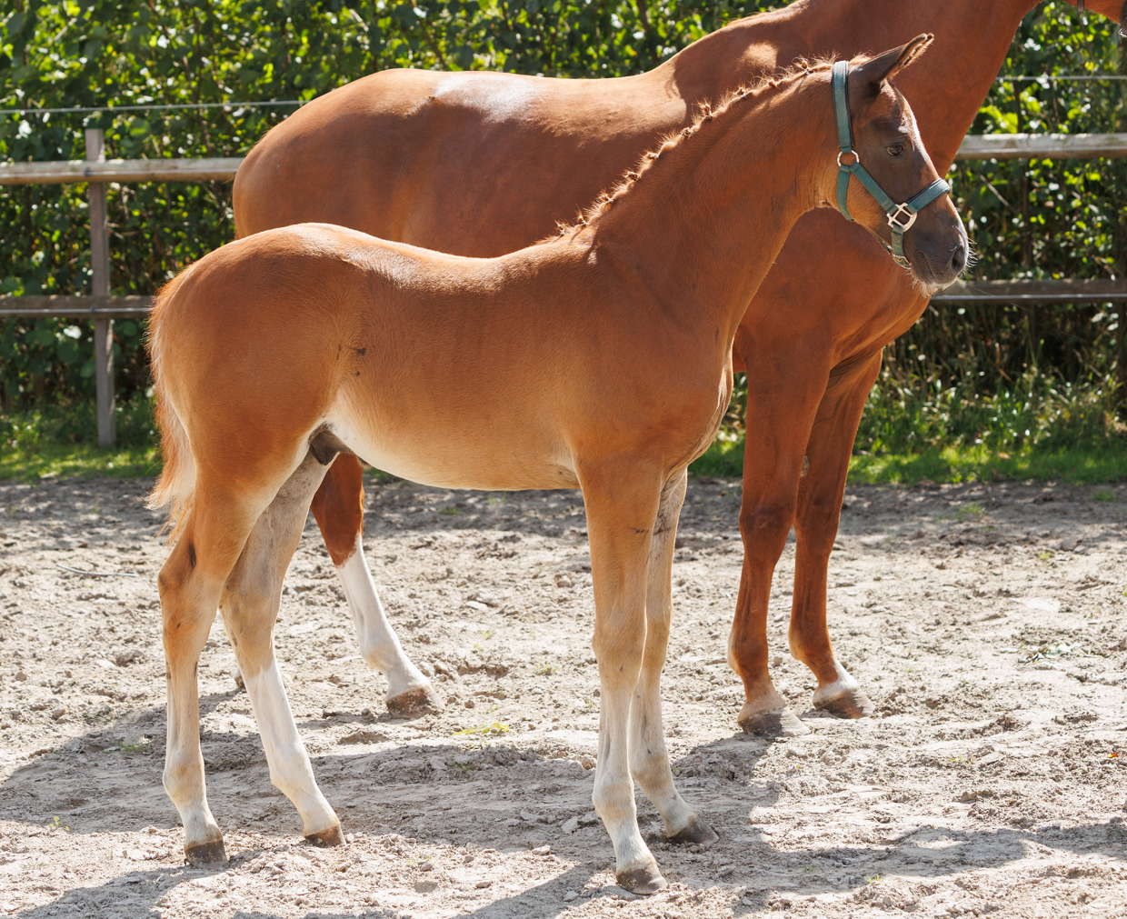 kwpn dressuurpaard hengst 0 years old vos for sale - Photo 6