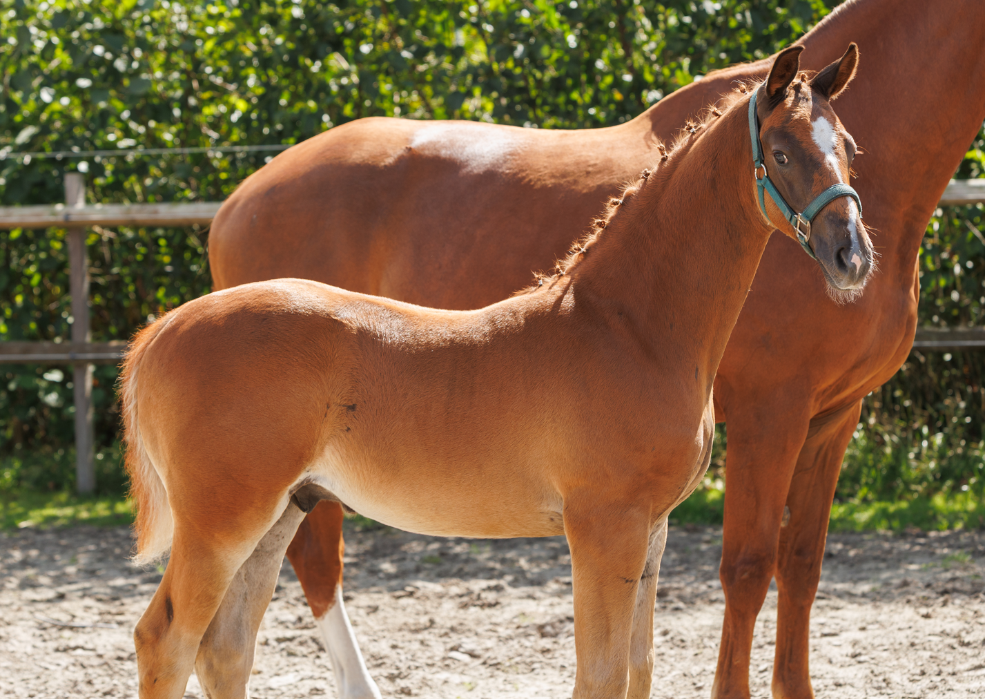 kwpn dressuurpaard hengst 0 years old vos for sale - Photo 2