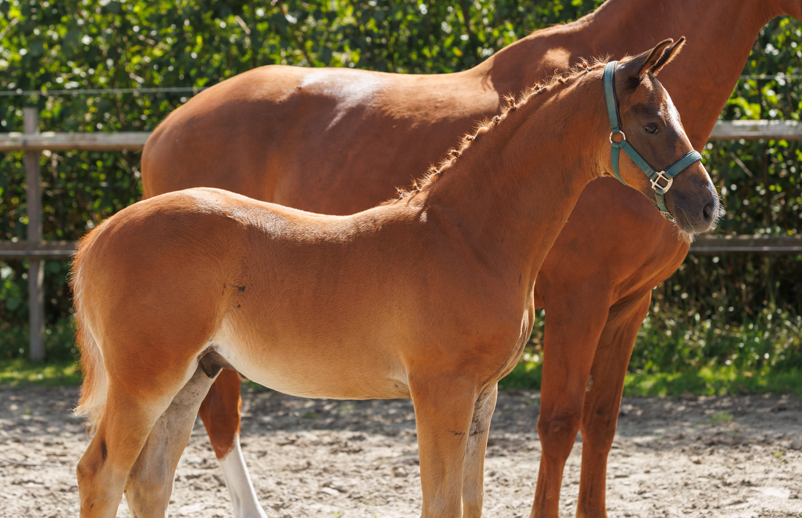 kwpn dressuurpaard hengst 0 years old vos for sale - Photo 4