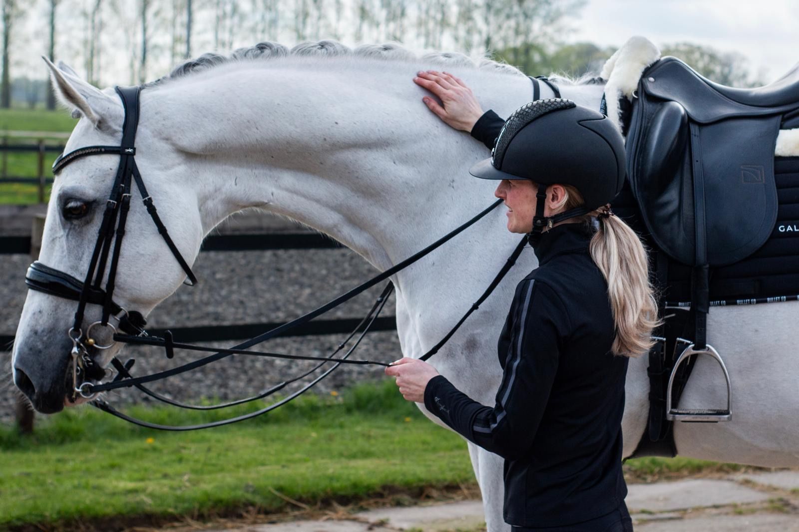 KWPN dressuurpaard ruin 14 år schimmel till salu - Foto 3